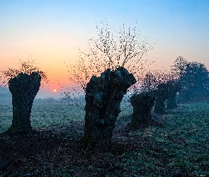 Wschód słońca, Wierzby