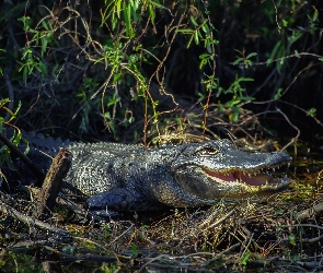Aligator, Zarośla