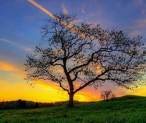 Drzewo, Łąka, Zachód Słońca