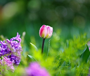 Tulipany, Ogród, Bokeh, Kwiaty