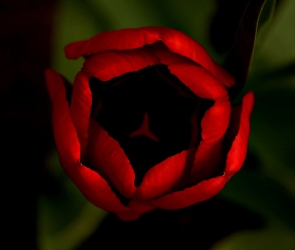 Tulipan, Czerwony