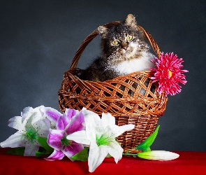 Aster, Lilie, Wiklinowy, Kot, Koszyk, Kwiaty