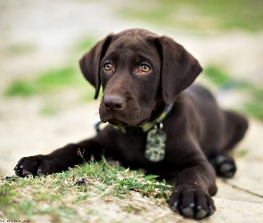 Brązowy, Labrador retriever, Szczeniak, Pies