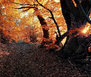 Las, Jesień, Słońca, Przebijające, Światło, Promienie, Droga