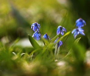 Niebieskie, Kwiaty, Cebulice Syberyjskie