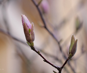 Magnolia, Pąki, Krzew