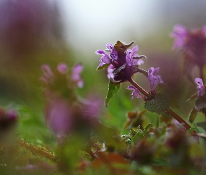 Jasnota Purpurowa, Roślina