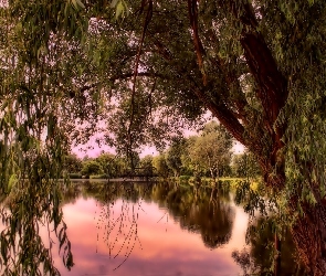 Staw, Drzewa, Park, Zachód Słońca