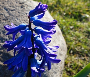 Dzwonek, Angielski, Kwitnący, Niebieski, Kwiat, Bluebell