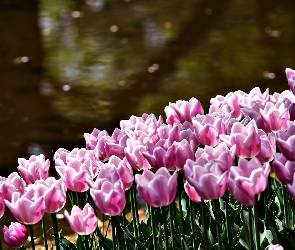 Tulipany, Rzeka, Różowe