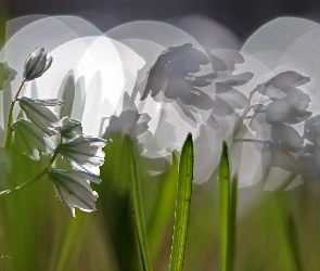 Makro, Bokeh, Cebulice Syberyjskie, Kwiaty