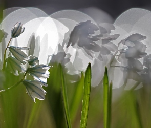 Cebulice Syberyjskie, Makro, Bokeh, Kwiaty