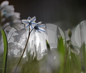 Cebulica Syberyjska, Makro, Bokeh