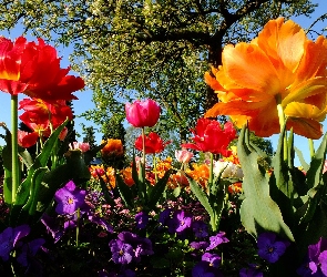 Wiosna, Drzewo, Tulipany, Kolorowe, Bratki, Kwitnące