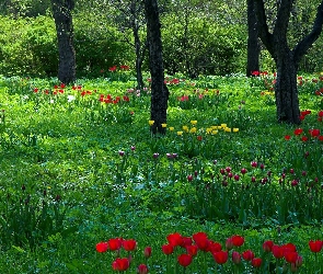 Wiosna, Światło, Przebijające, Tulipany, Park
