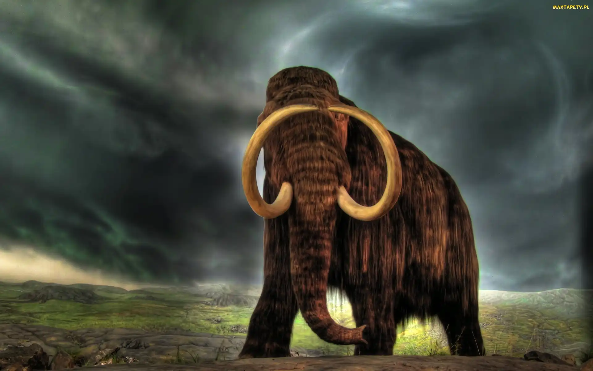 Duże, Kły, Mamut