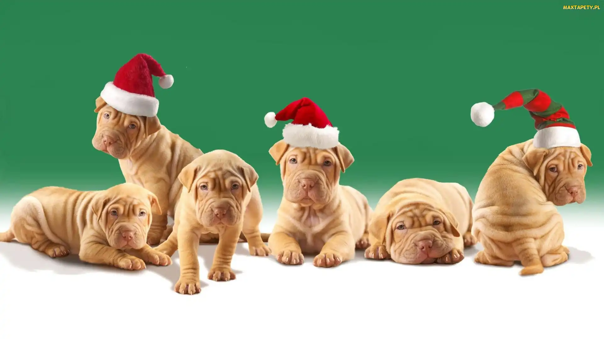 Psy, Shar Pei, Mikołaja, Czapki