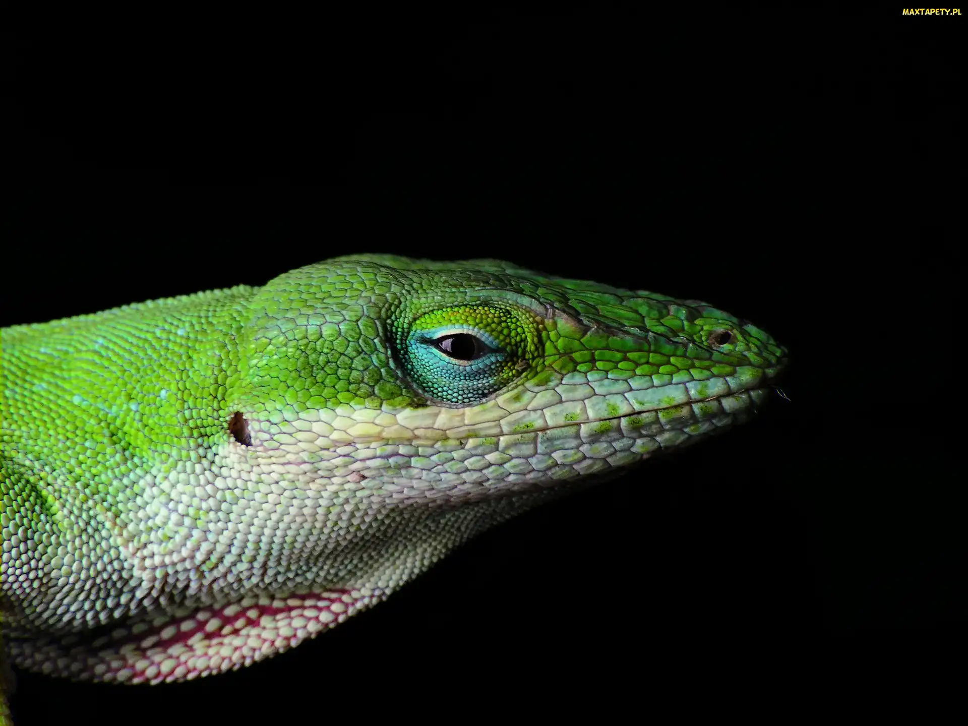Jaszczurka, Anolis zielony