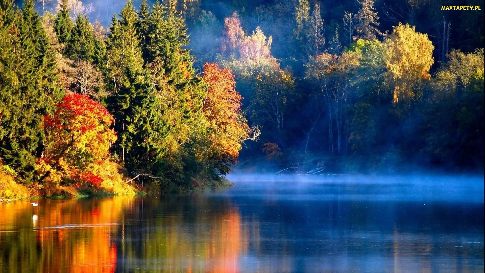 Mgła, Jezioro, Jesienne, Drzewa