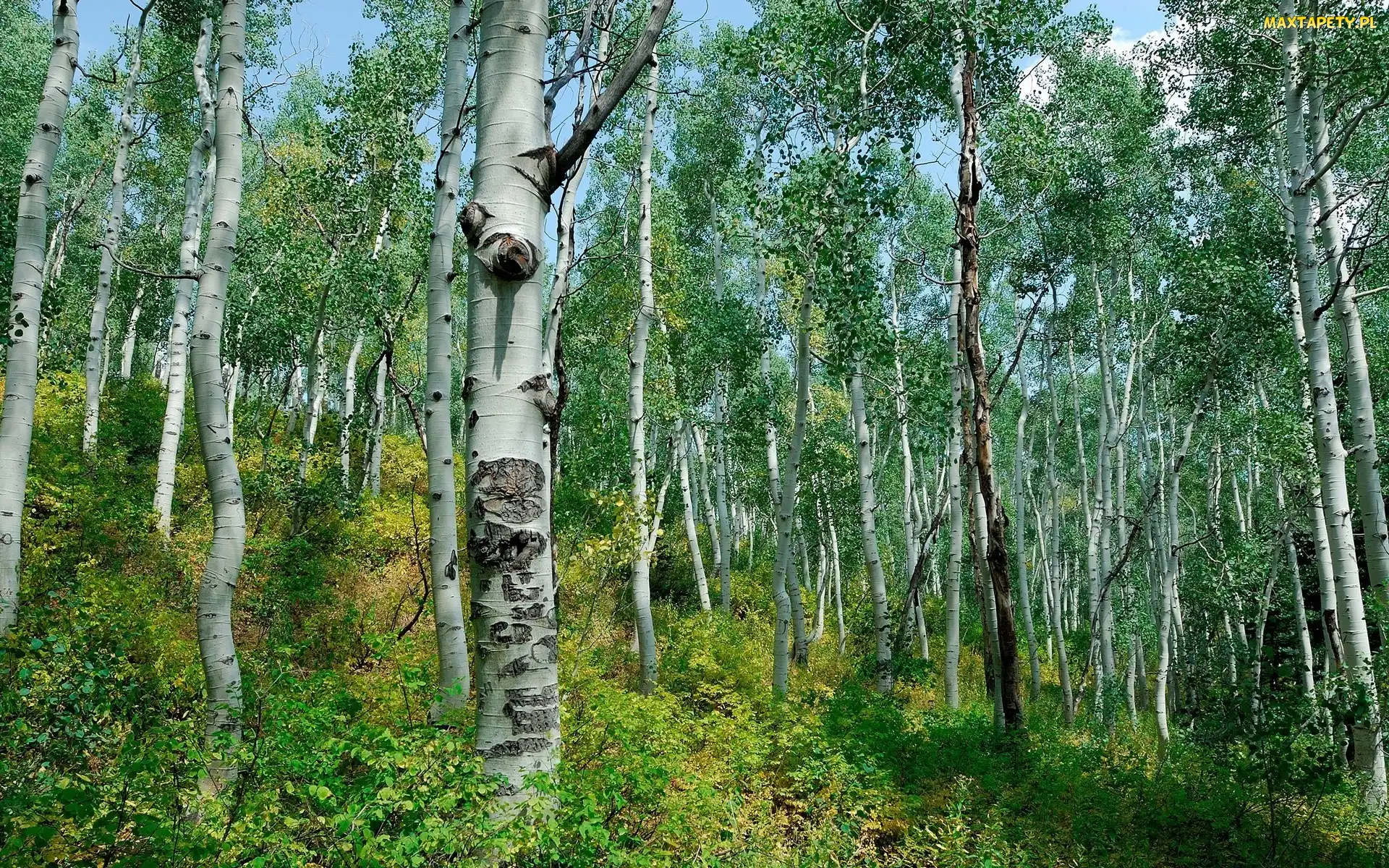 Las, Wiosna, Brzozy, Stok