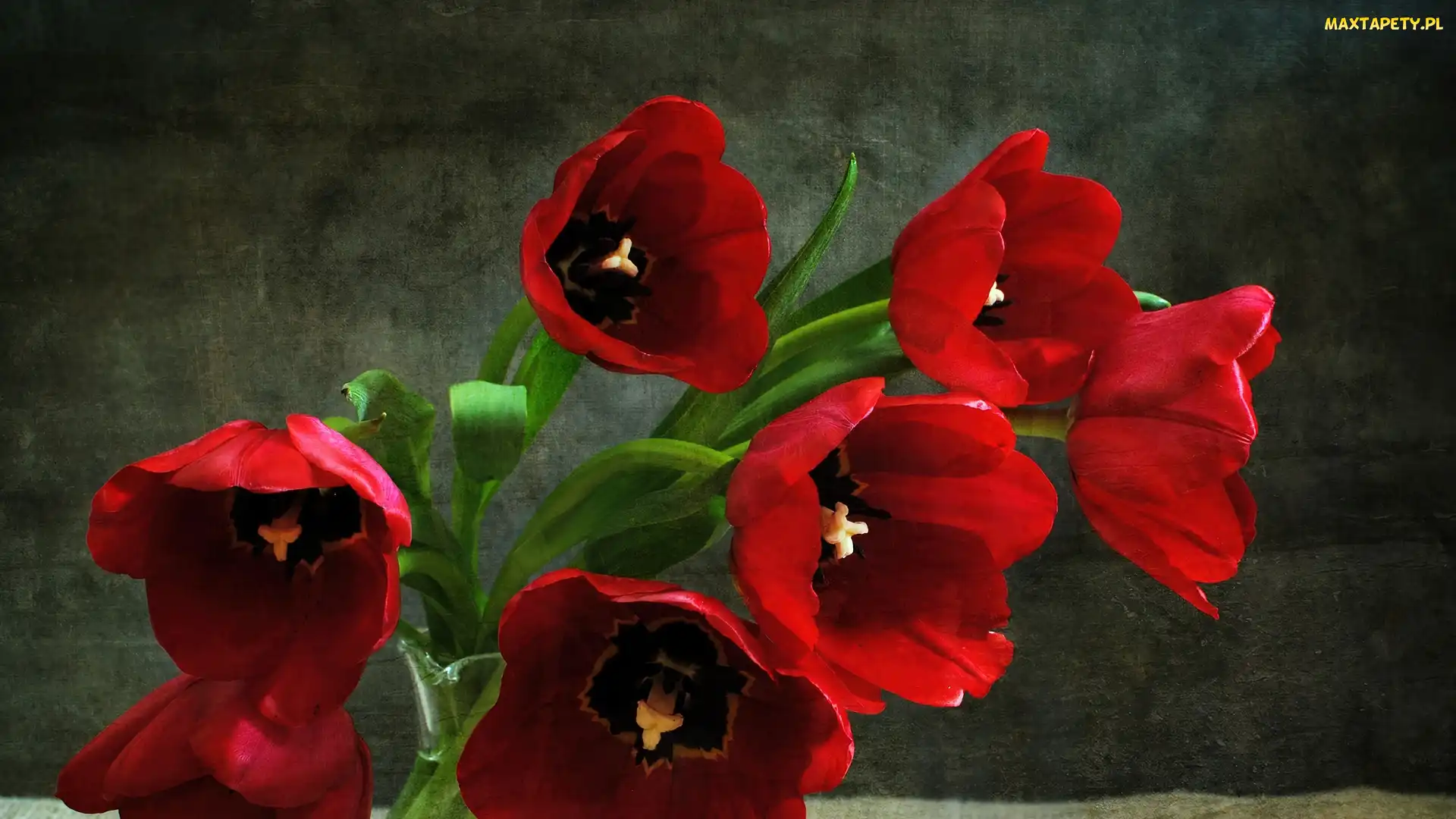 Tulipany, Czerwone