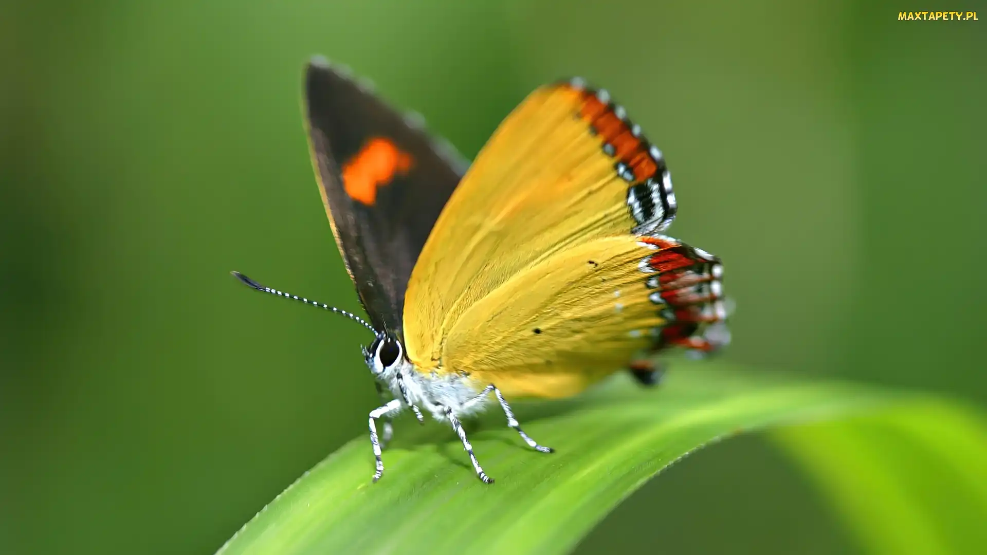 Motyl, Żółty, Zielony, Liść