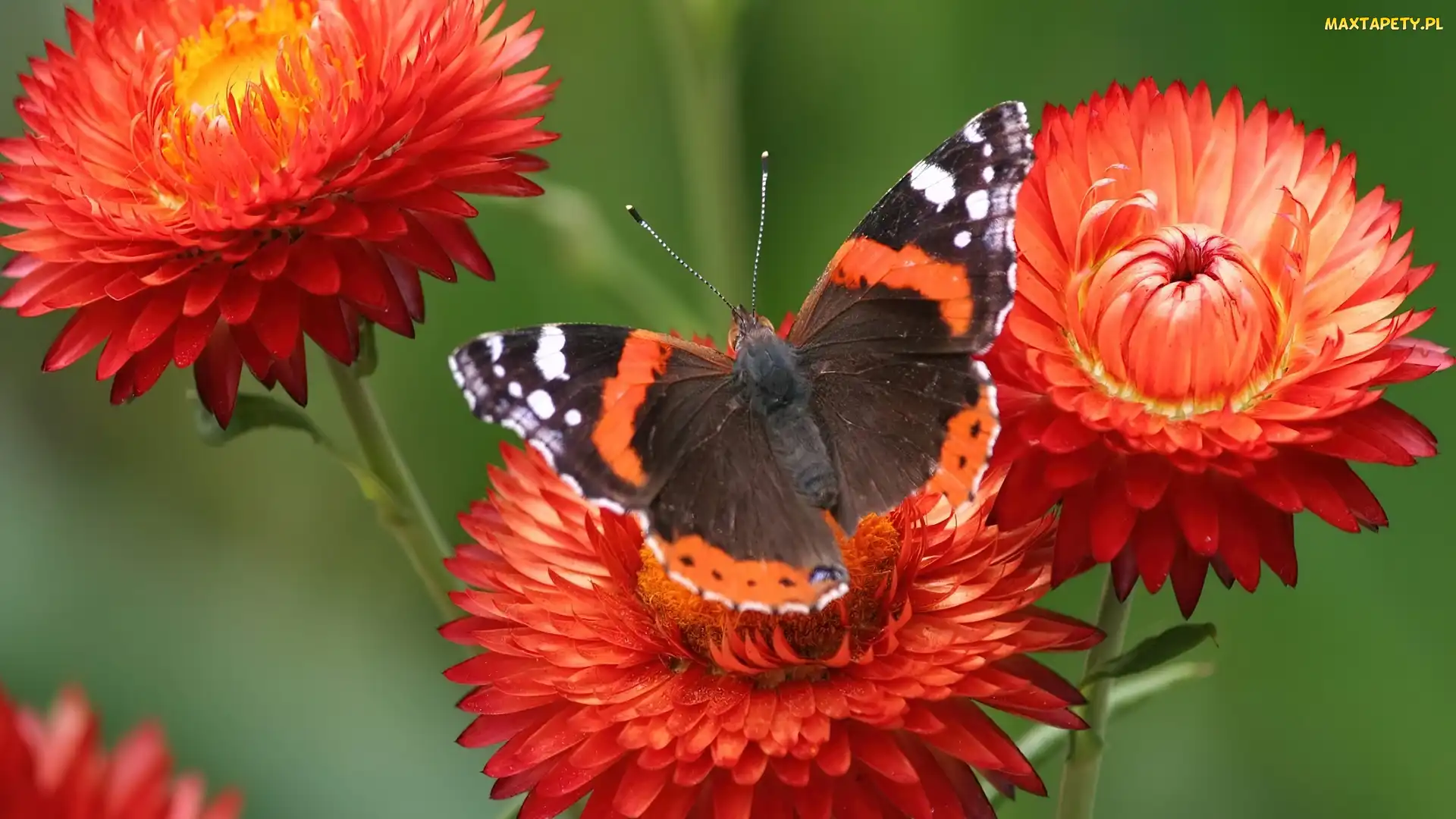 Motyl, Piękny, Pomarańczowe, Kwiatki