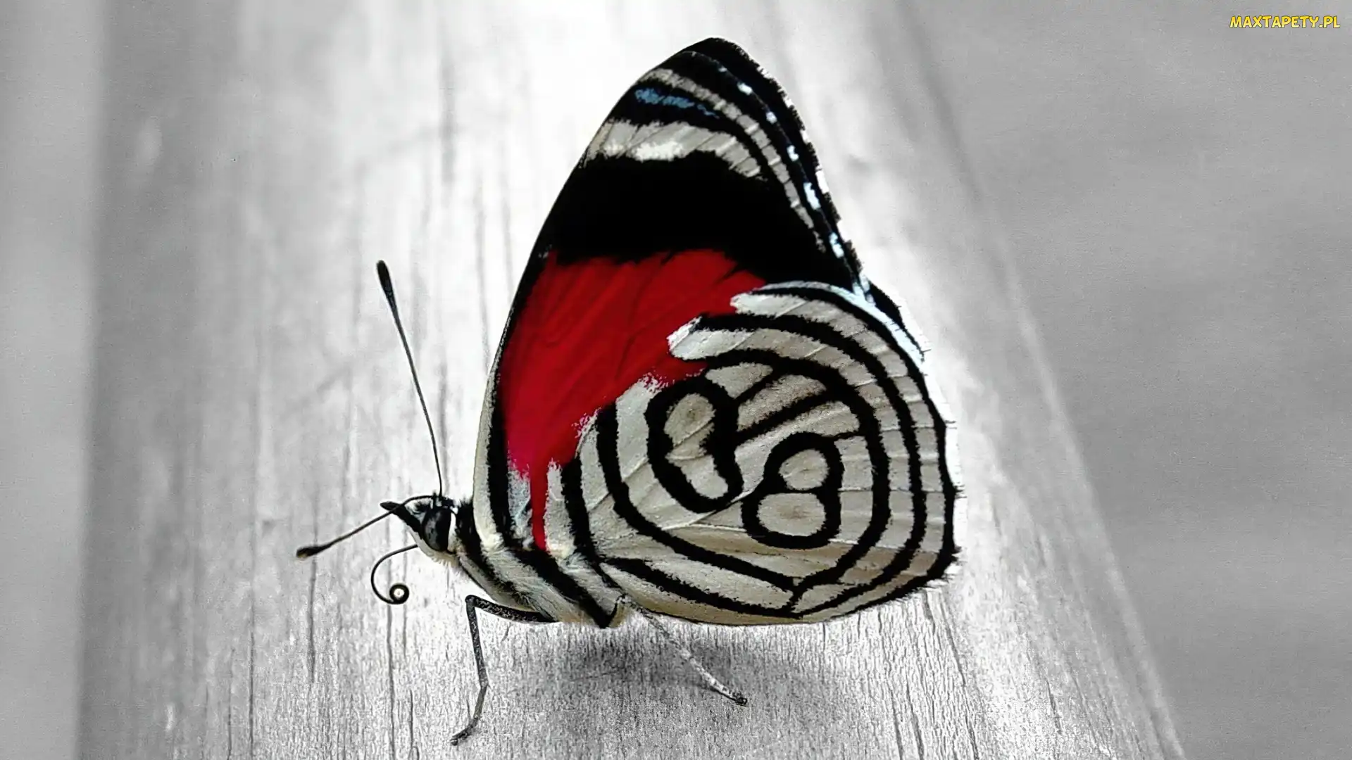 Kolorowy, Motyl, Piękny
