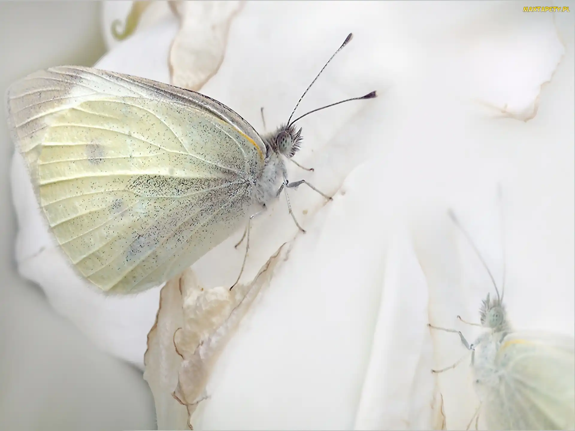 Biały, Bielinek, Motyl