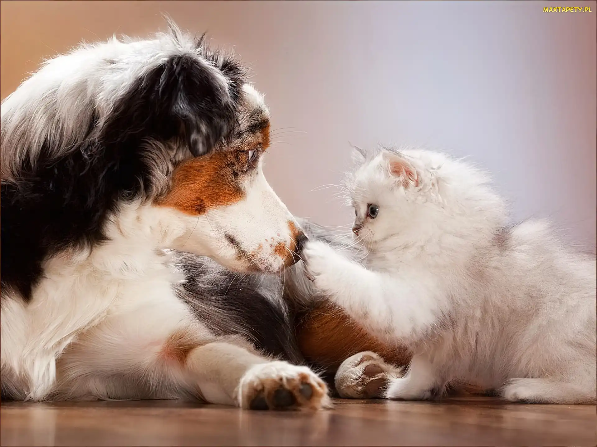 Pies, Owczarek australijski-australian shepherd, Kot