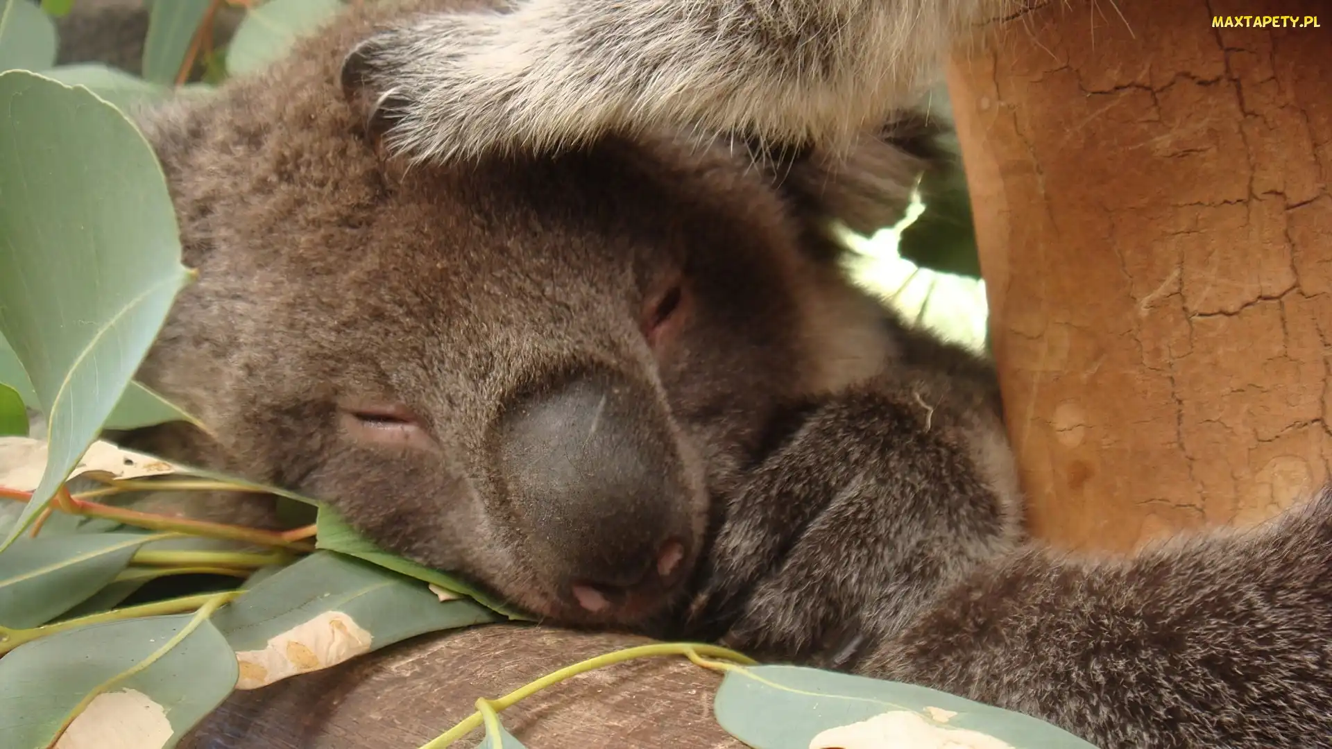 Koala, Śpiący, Drzewo, Eukaliptusowe