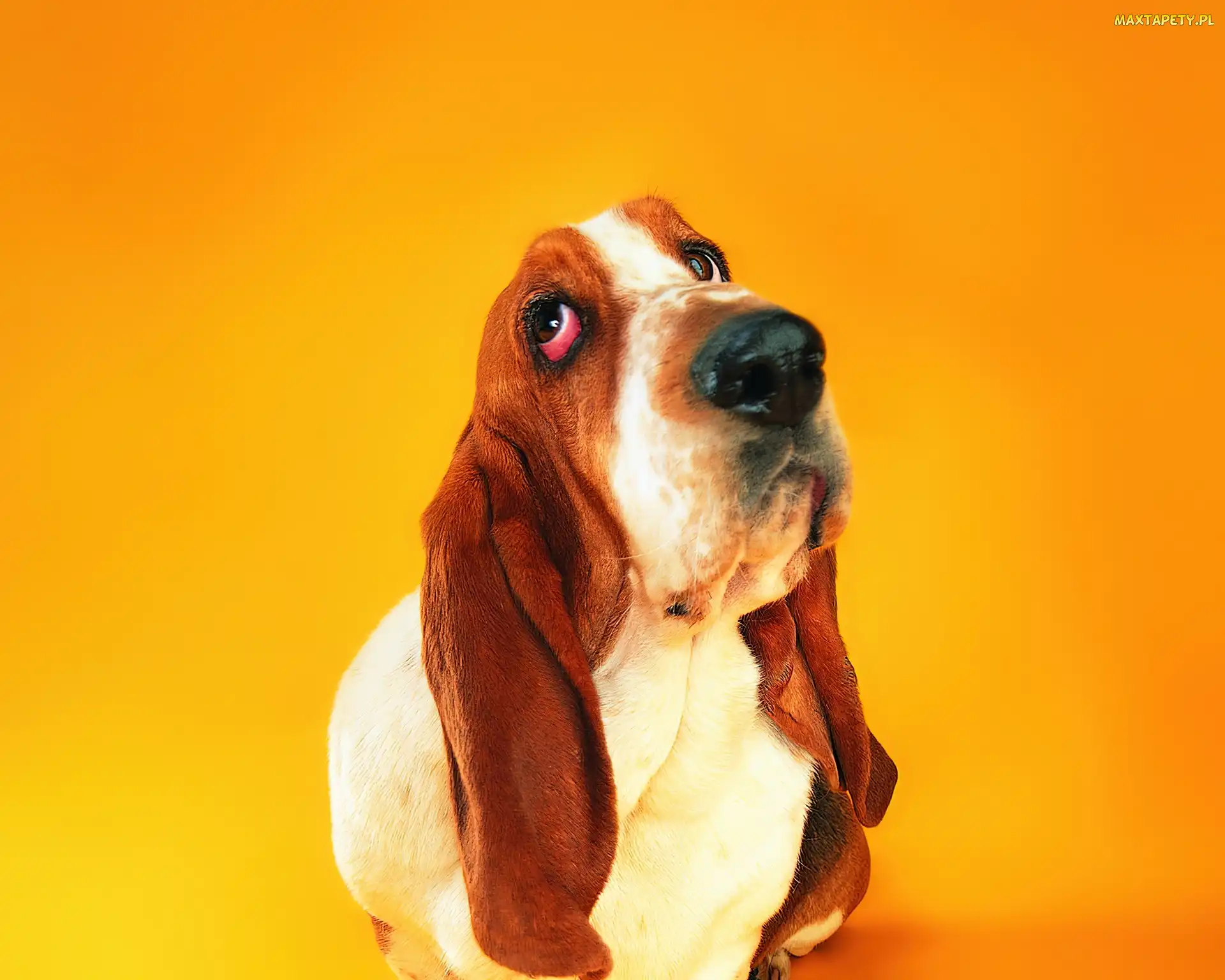 Długie, Uszy, Basset