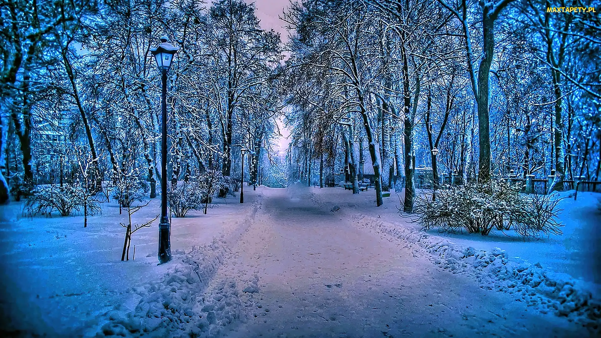 Drzewa, Śnieg, Zima