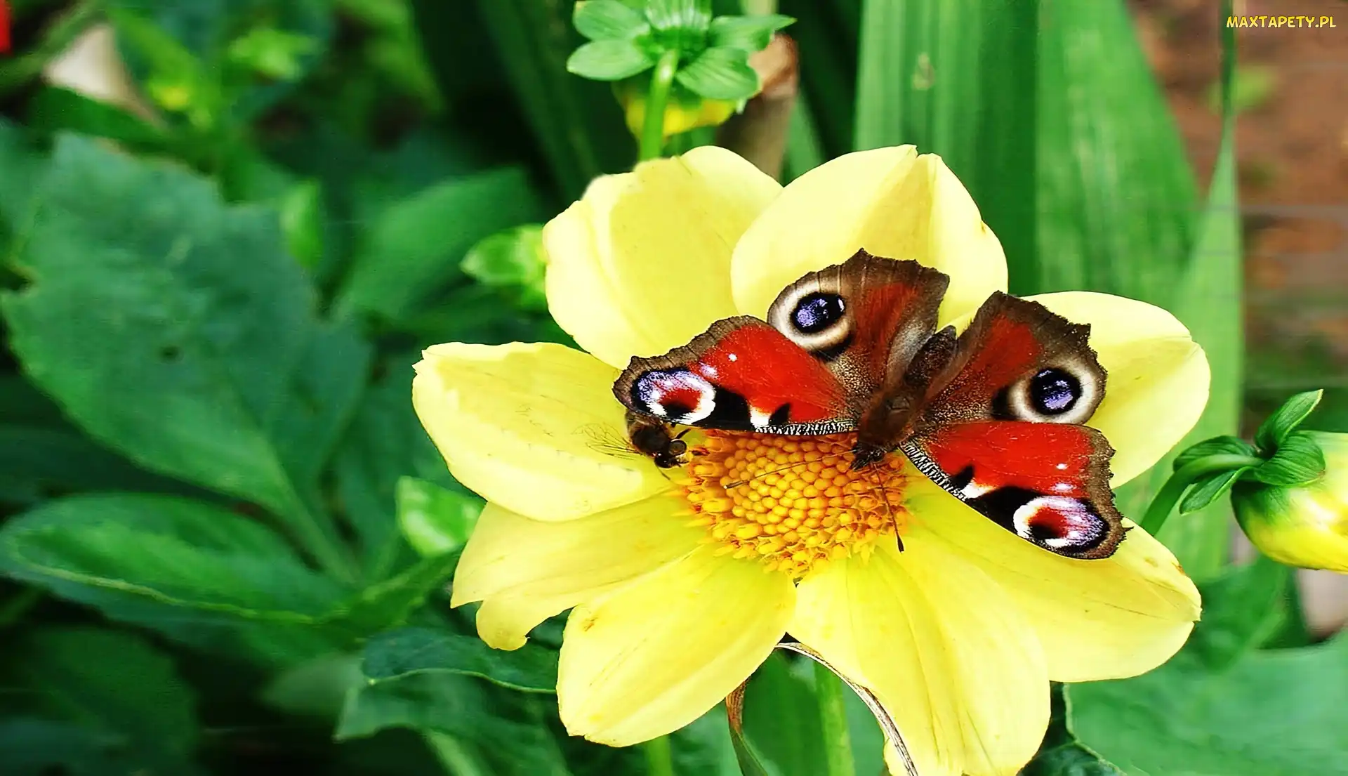Motyl, Pawik, Rusałka