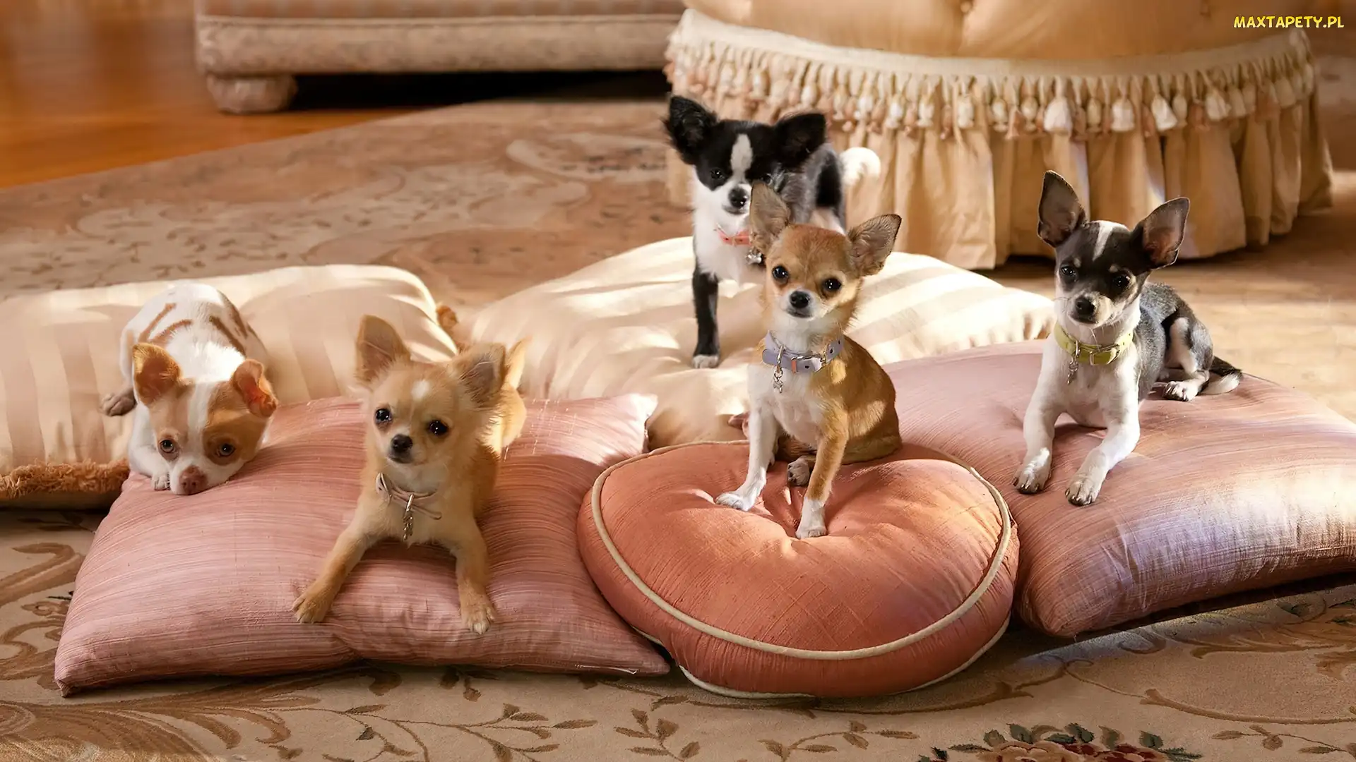 Chihuahua, Rodzinka
