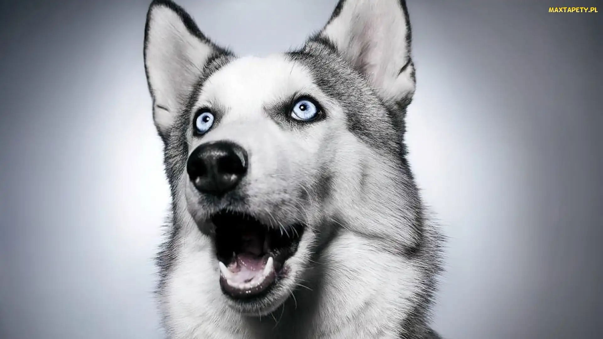 Husky, Pies