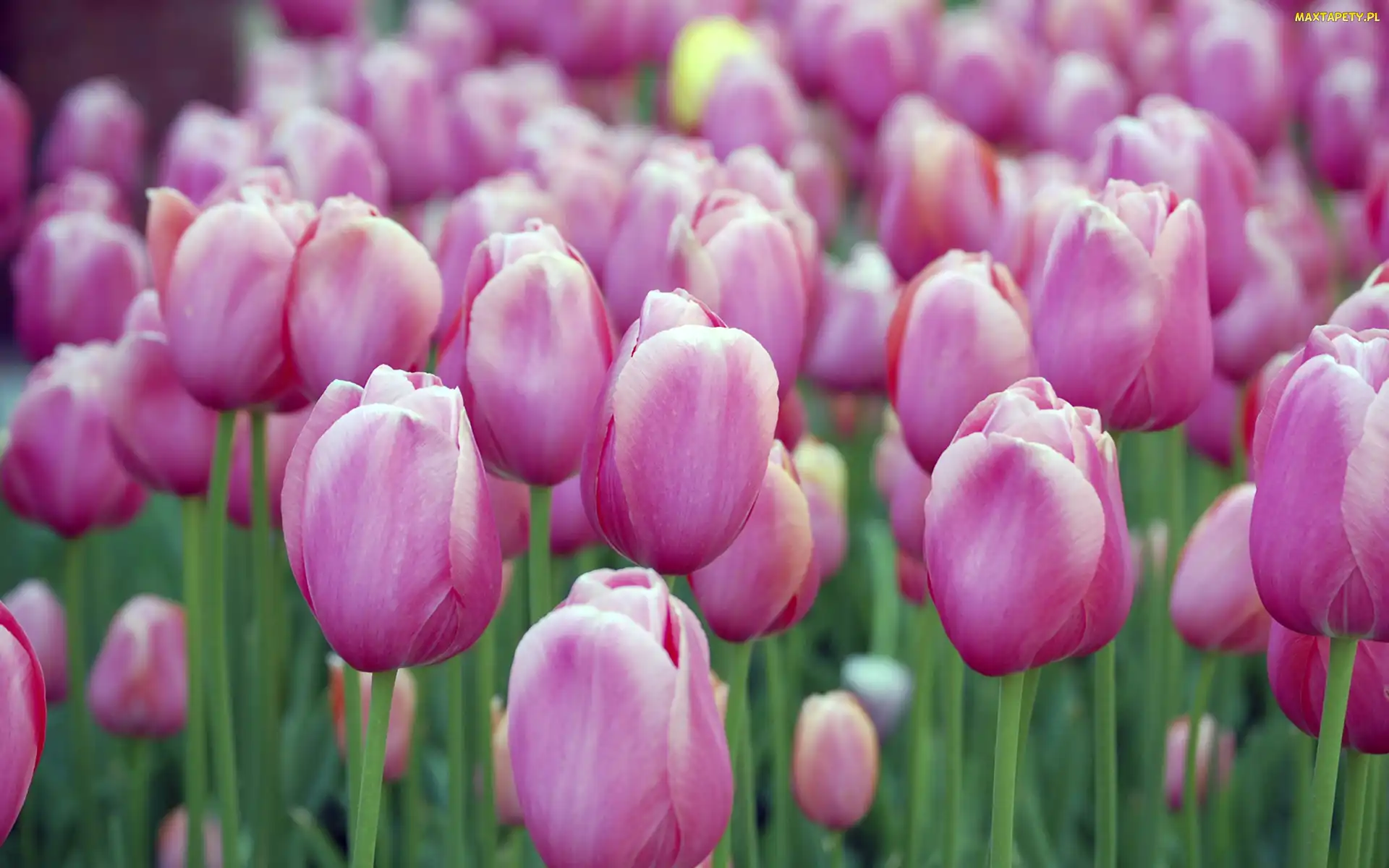 Tulipany, Fioletowe