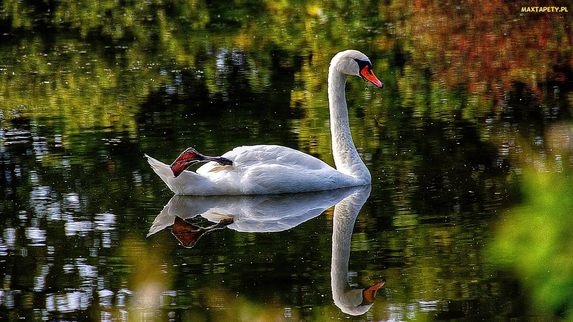 Ptak, Woda, Łabędź