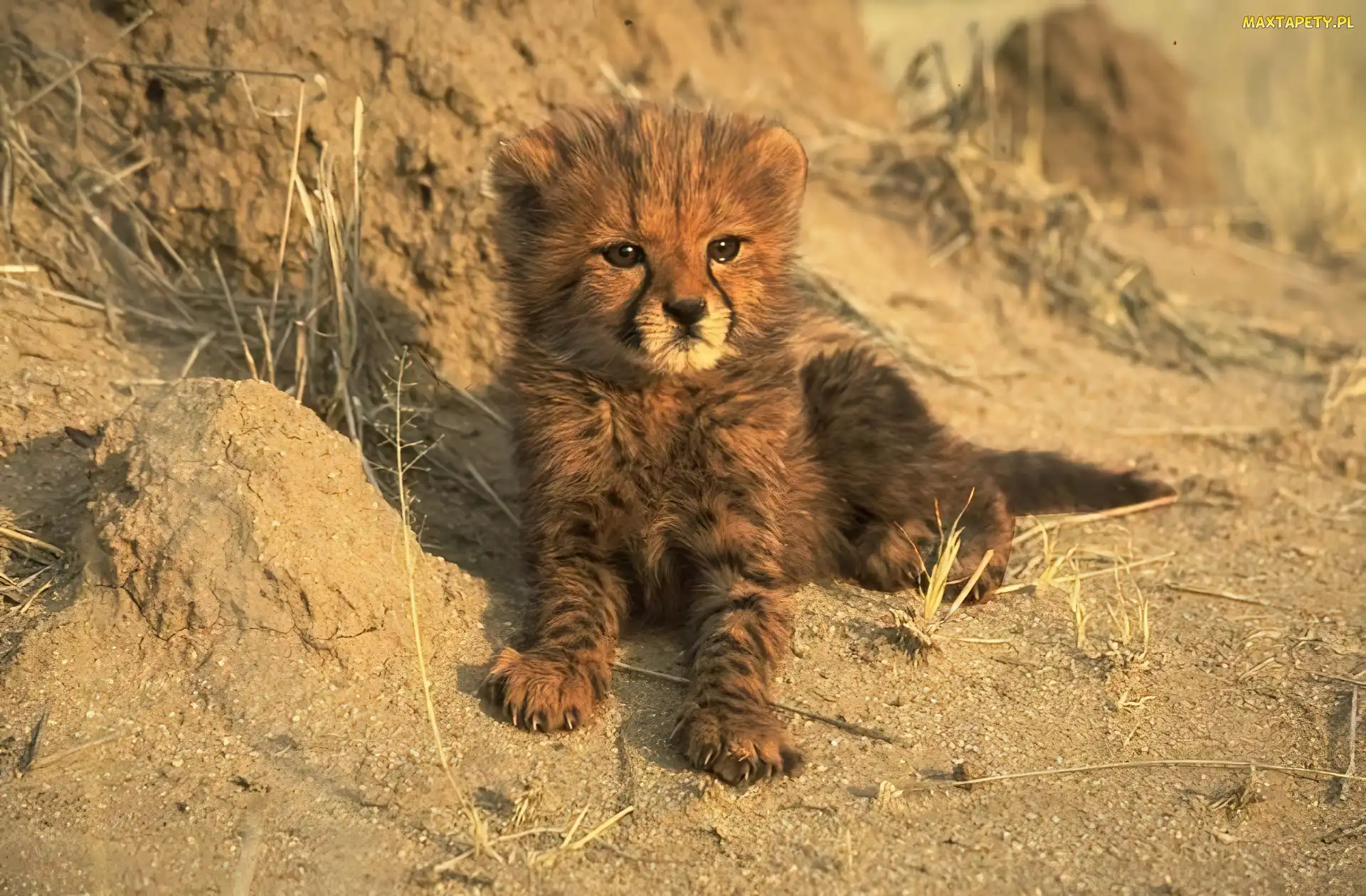 Mały, Gepard