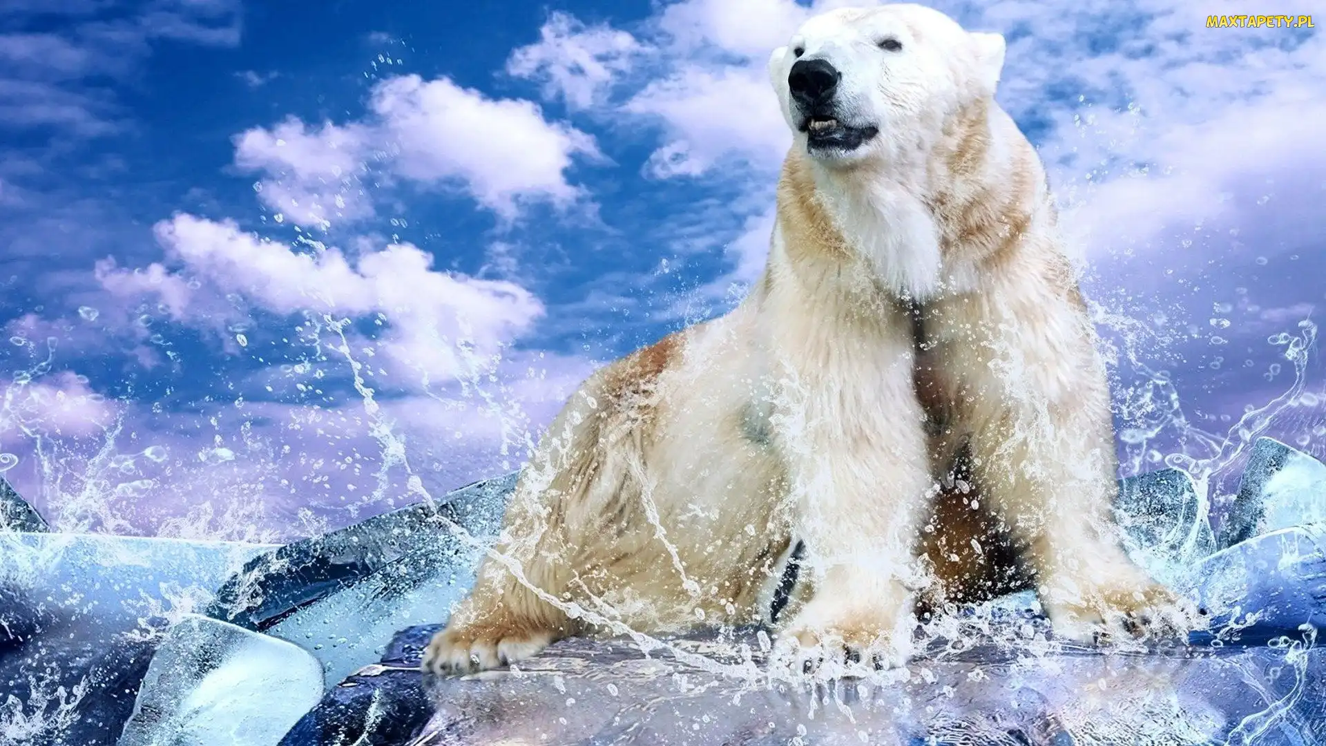 Niedźwiedź, Lód, Polarny