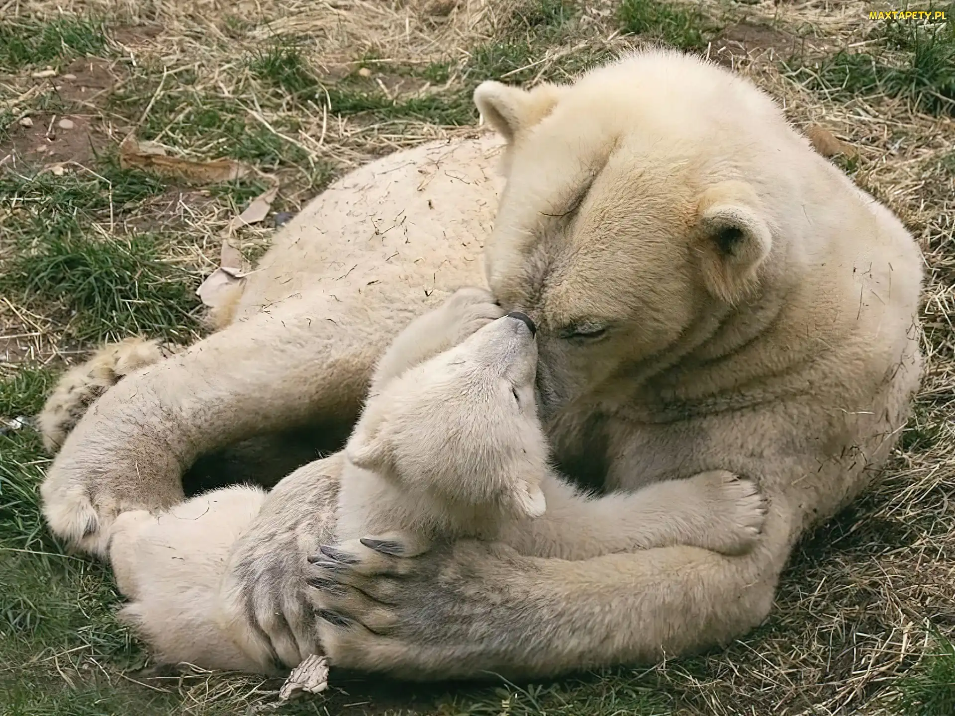 Miś, Małe, Mama