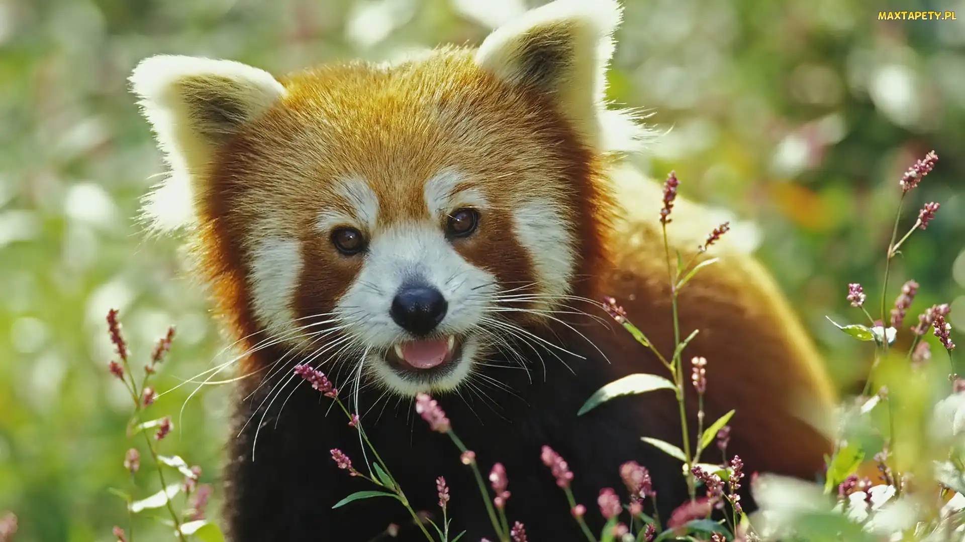 Czerwona, Pandka ruda, Panda
