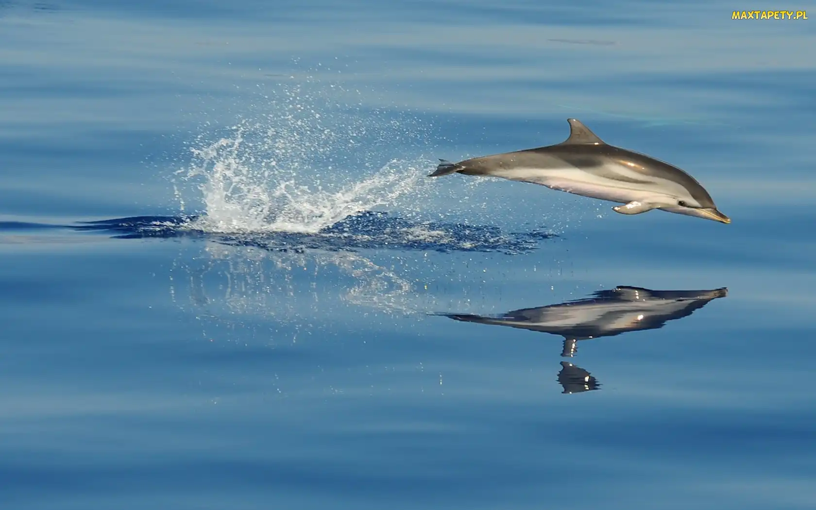 Delfin, Odbicie, Ocean