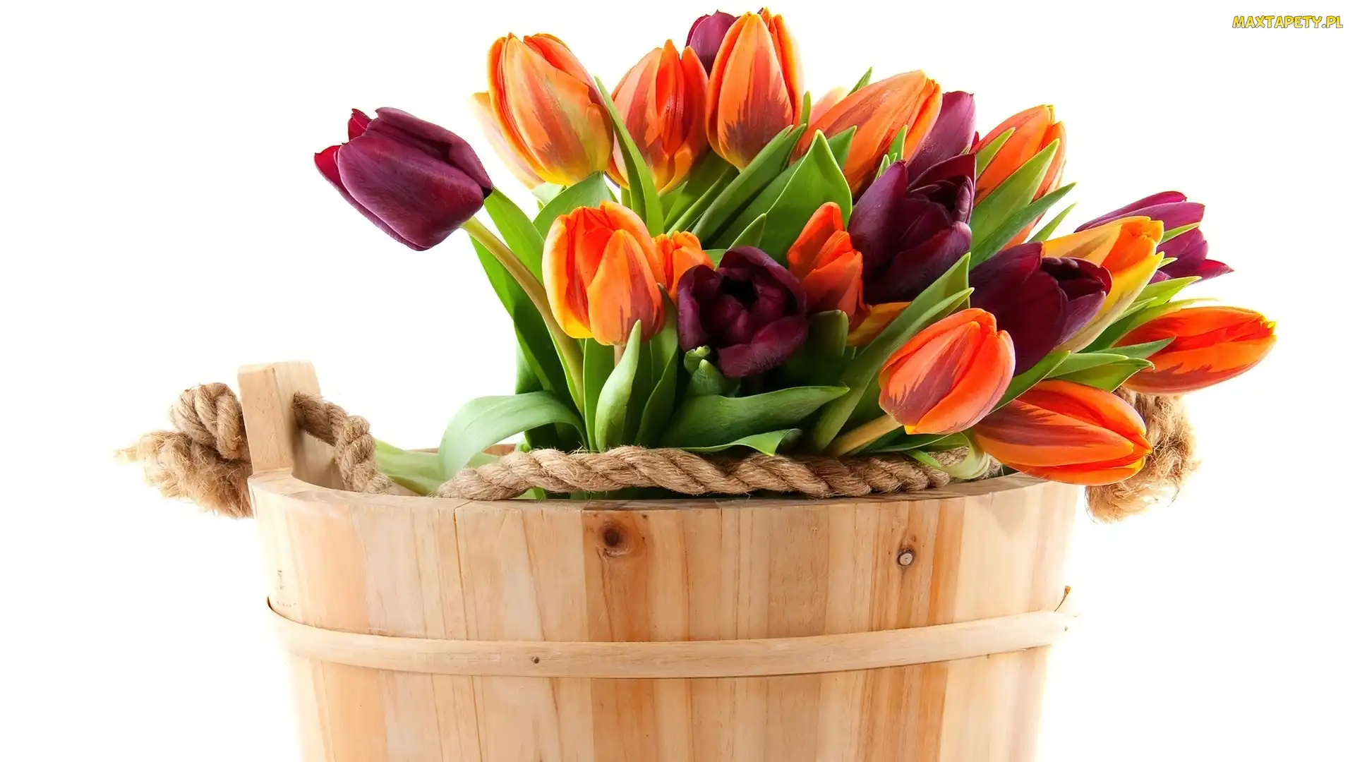 Drewniany, Tulipany, Ceberek