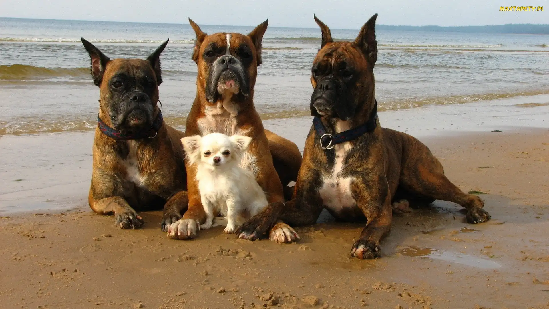 Trzy, Piesek, Mały, Boksery