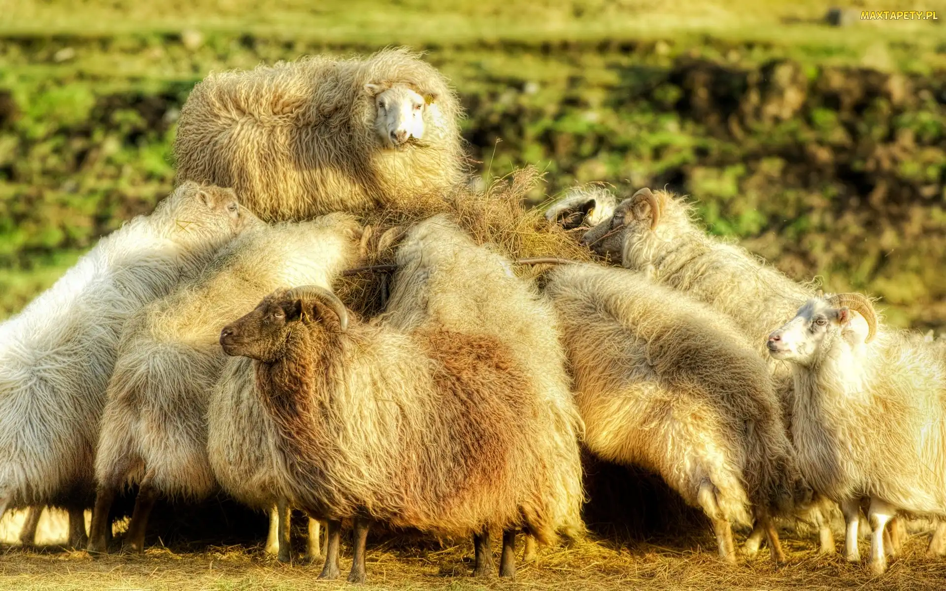 Owce, Długowłose