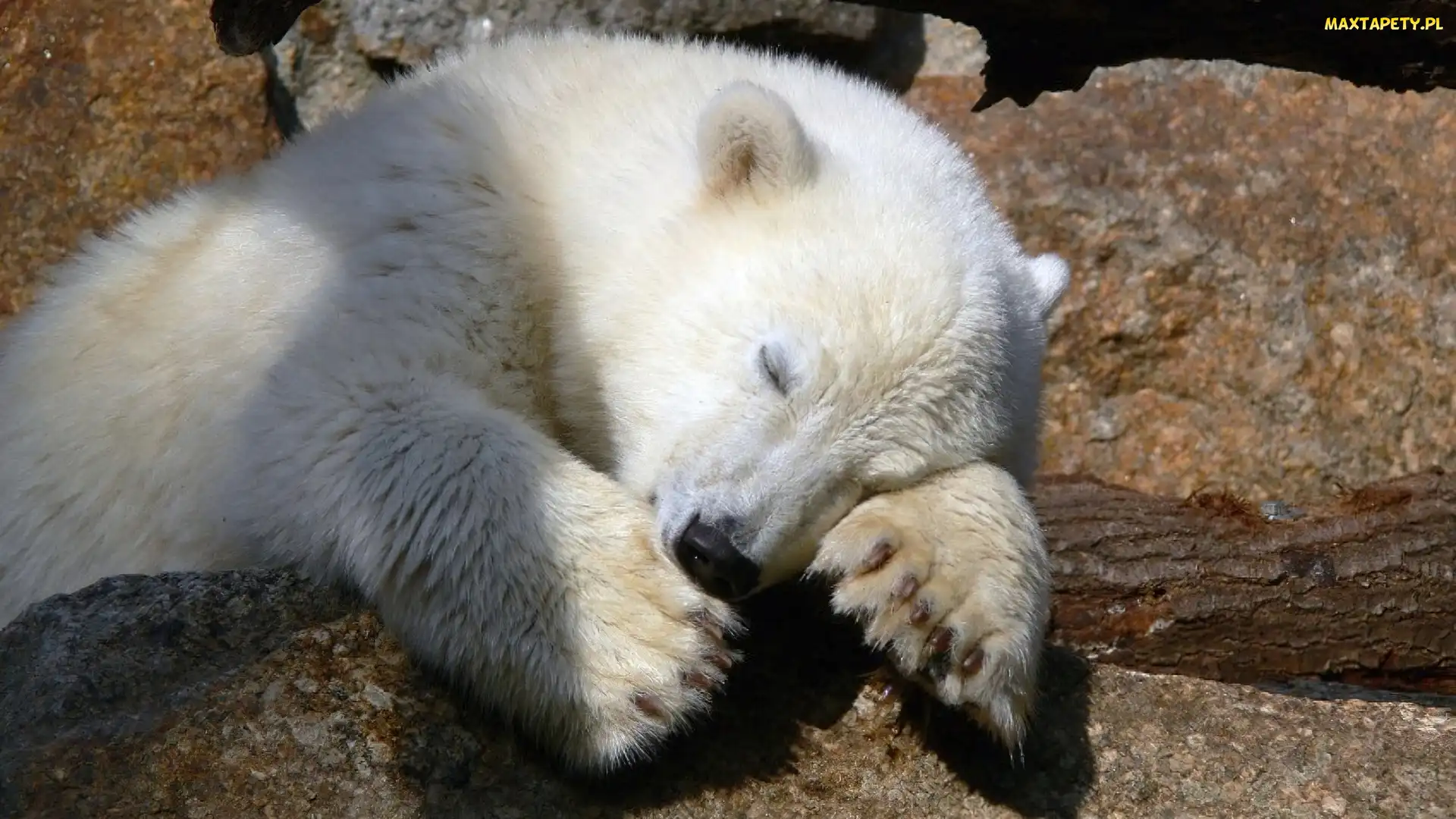 Niedźwiedź, Polarny