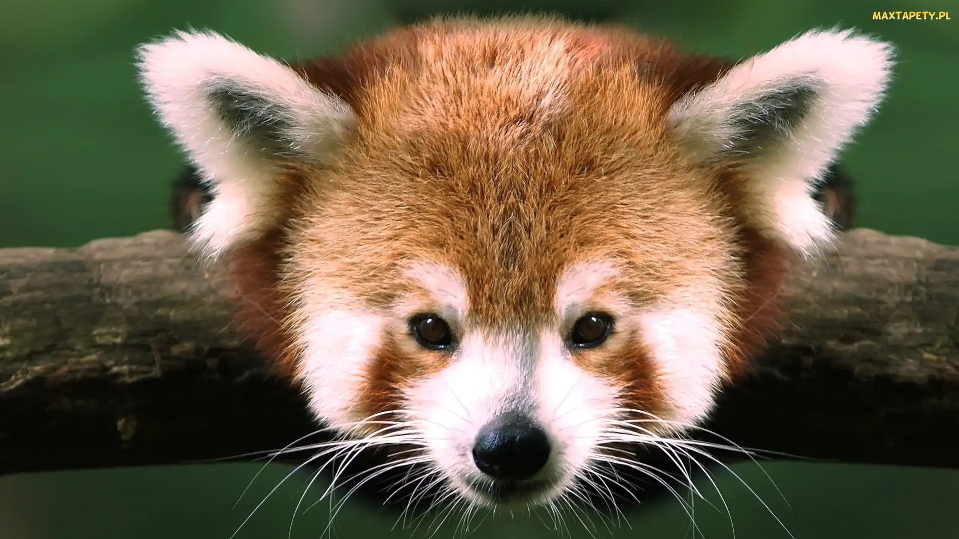 Czerwona, Pandka ruda, Panda