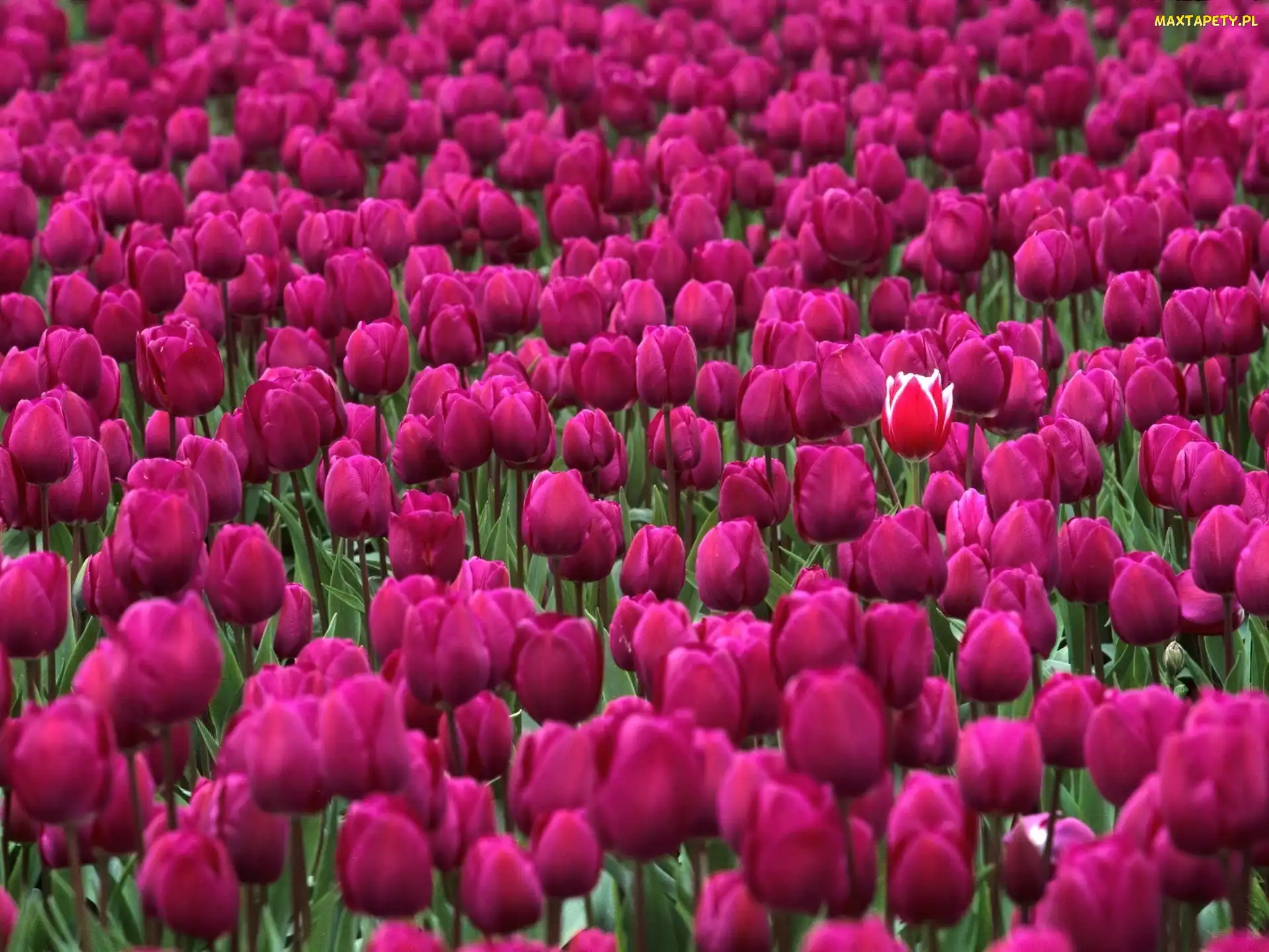 Tulipany, Fioletowe