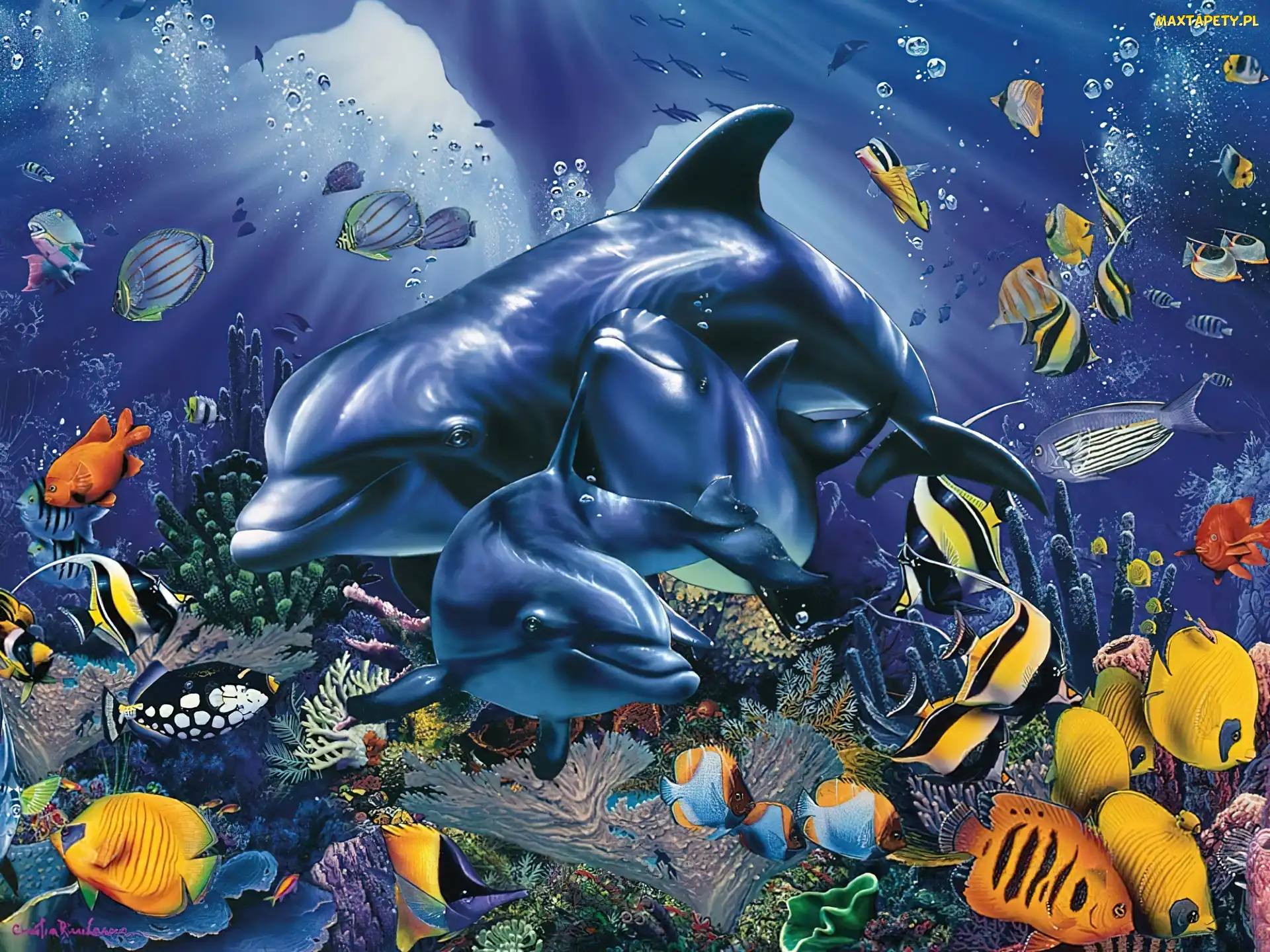Rafa, Ocean, Ryby, Koralowa, Delfiny